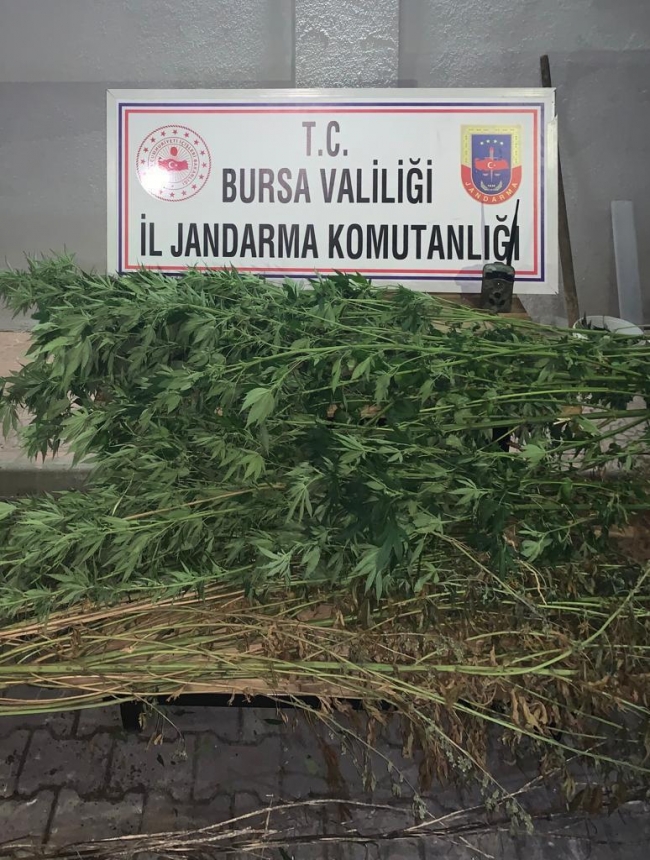 Bursa'da ormanlık alanda kenevir operasyonu: 2 gözaltı